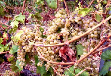 Malvasia Grapes